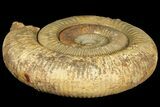 Large, Stephanoceras Ammonite - Dorset, England #131897-2